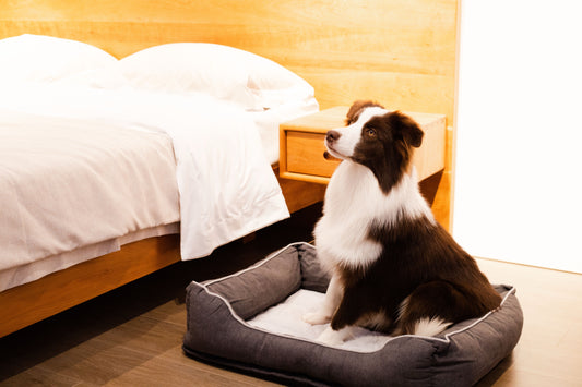 Premium Orthopaedic Memory Foam Dog Bed in Luxury