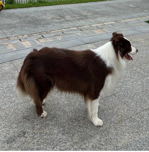 M size dog