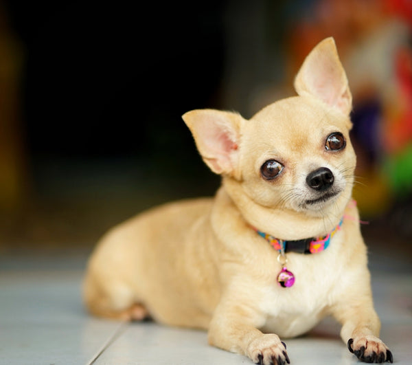 S size dog