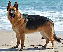 L size dog